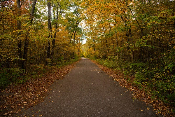 A picture of a bike trail in the middle of a densely filled forest.